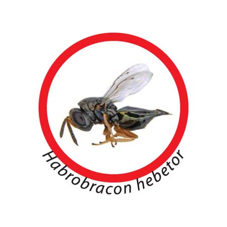 HPR2570 HABROBRACON HEBETOR - Osd gruppo Ecotech srl - Allontanamento piccioni,disinfestazione,HACCP, roditori